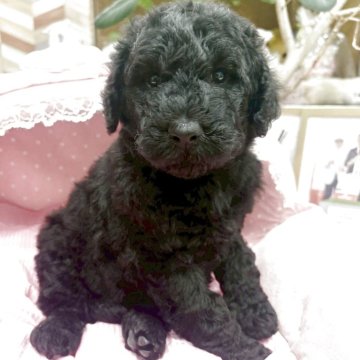 スタンダードプードル【大阪府・女の子・2025年10月17日・ブラック】の写真「女の子らしいお顔の美人さん♡」