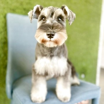 ミニチュアシュナウザー【大阪府・女の子・2025年6月19日・ソルト&ペッパー】の写真「パパチャンピオン！とてもとても可愛い女の子💛」