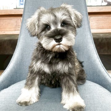 ミニチュアシュナウザー【大阪府・男の子・2025年8月3日・ソルト&ペッパー】の写真「パパINTチャンピオンとてもとても可愛い男の子☆」