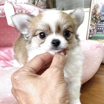 チワワ(ロング)【大阪府・女の子・2025年7月29日・フォーン&ホワイト】の写真「パパチャンピオン！クリクリお目目がとても可愛いお嬢」