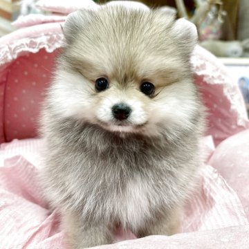 ポメラニアン【大阪府・女の子・2025年9月24日・クリームセーブル】の写真「爆毛ちゃん♡まん丸ボールみたいに可愛い女の子💛」
