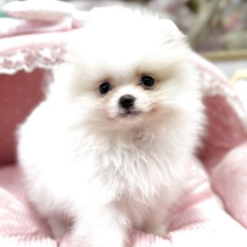 ポメラニアン【大阪府・女の子・2025年10月14日・ホワイト&クリーム】の写真「ふわふわモコモコ♪とても可愛い子タヌキさん💛」