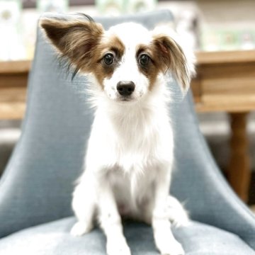 パピヨン【大阪府・女の子・2025年6月29日・ホワイト&ブラウン】の写真「綺麗なコート♡とても可愛い女の子💛」