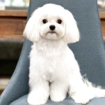 マルチーズ【大阪府・女の子・2025年3月21日・ホワイト】の写真「画像更新お鼻の詰まったとっても可愛い女の子です💛」