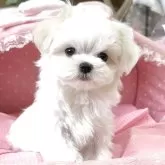 マルチーズ