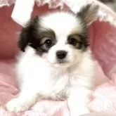 パピヨン