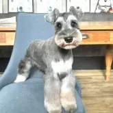 ミニチュアシュナウザー【大阪府・男の子・2024年5月3日・ソルト&ペッパー】の写真1