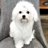 マルチーズ