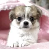 チワワ(ロング)