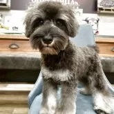 ミニチュアシュナウザー【大阪府・男の子・2025年4月30日・ソルト&ペッパー】の写真1