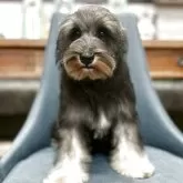 ミニチュアシュナウザー【大阪府・男の子・2025年5月20日・ソルト&ペッパー】の写真1「トリミング前です」