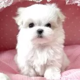 マルチーズ