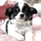 チワワ(ロング)