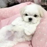 マルチーズ【大阪府・男の子・2024年9月11日・ホワイト】の写真1