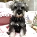 ミニチュアシュナウザー【大阪府・男の子・2025年6月29日・ソルト&ペッパー】の写真2
