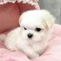 マルチーズ【大阪府・男の子・2024年9月11日・ホワイト】の写真5