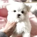 マルチーズ【大阪府・女の子・2025年10月13日・ホワイト】の写真5