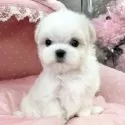 マルチーズ【大阪府・男の子・2024年9月11日・ホワイト】の写真6