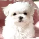 マルチーズ【大阪府・女の子・2025年9月27日・ホワイト】の写真6