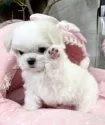 マルチーズ【大阪府・男の子・2024年9月11日・ホワイト】の写真8