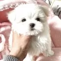 マルチーズ【大阪府・女の子・2025年10月13日・ホワイト】の写真8