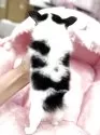 チワワ(ロング)【大阪府・女の子・2025年4月12日・ホワイト&ブラック&タン】の写真8