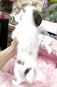 パピヨン【大阪府・女の子・2025年6月29日・ホワイト&ブラウン】の写真9
