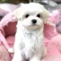 マルチーズ【大阪府・女の子・2025年3月21日・ホワイト】の写真9