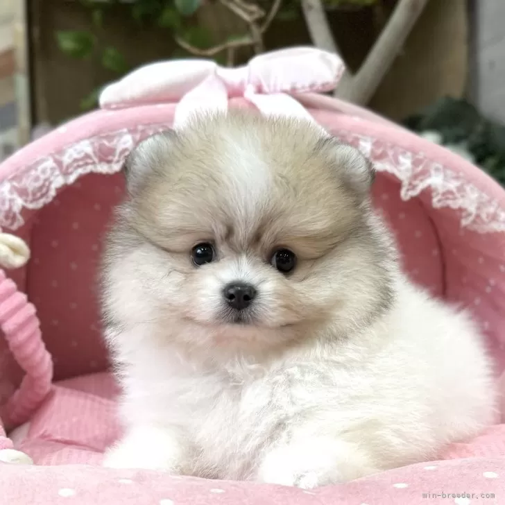 ID:2406-06179の子犬
