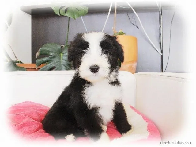 ID:1701-00756の子犬