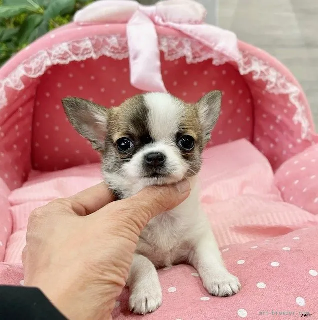 ID:2112-00970の子犬