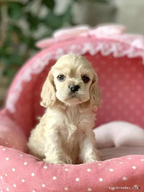 れもち 様のお迎えした子犬