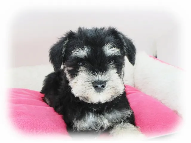 ID：1611-00035の子犬