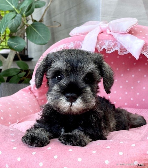 ミニチュアシュナウザー 大阪府 女の子 21年8月1日 ソルト ペッパー 血統優秀 パパチャンピオン とてもとても可愛い お嬢 みんなのブリーダー 子犬id 2109 038