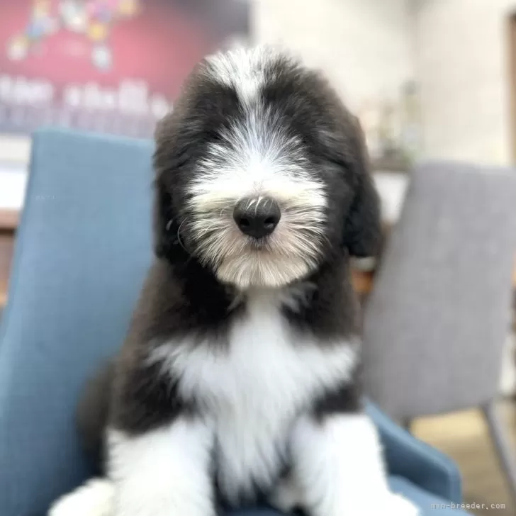 ID:2407-01871の子犬