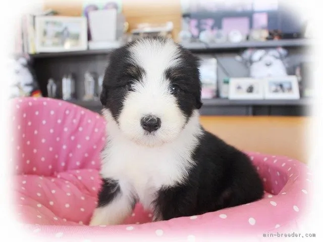 ID:1807-02193の子犬