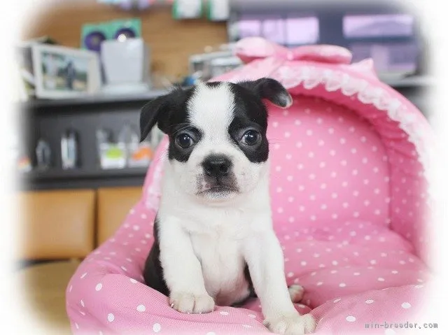 Smile 様のお迎えした子犬