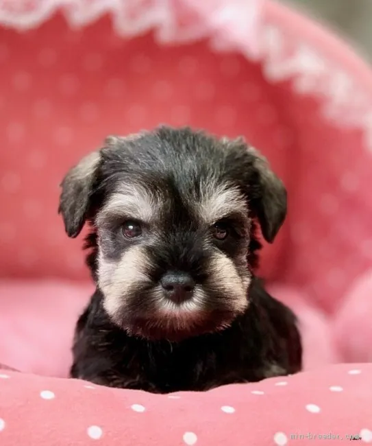 ID：2011-03620の子犬