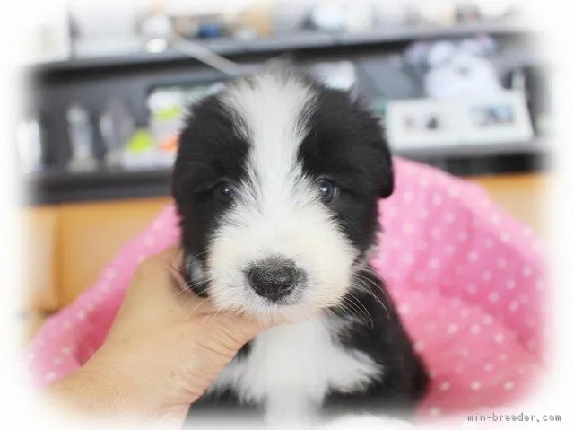 ビアデッドコリー【大阪府・女の子・2018年6月7日・ブラック&amp;ホワイト】の写真1