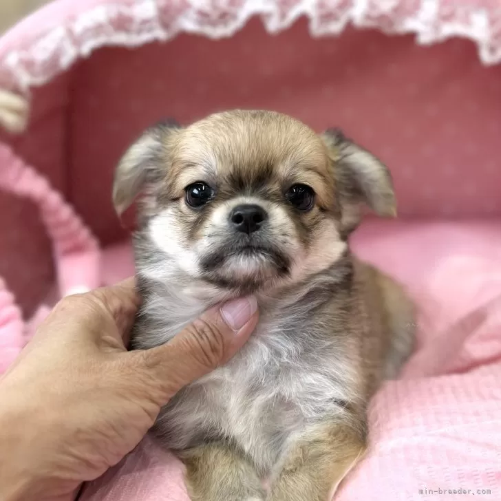 ID:2407-07508の子犬