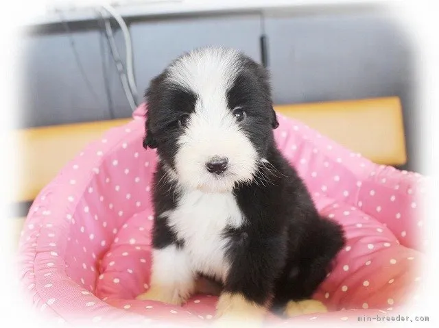 ID:1708-01485の子犬