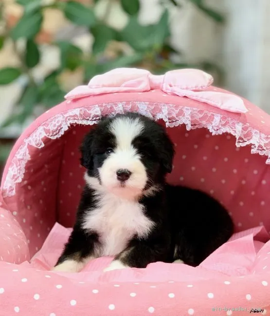 ID：2005-02244の子犬