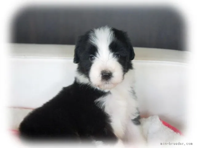 ID：1604-01639の子犬