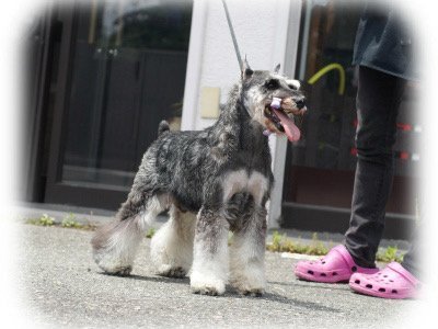 ミニチュアシュナウザー【・男の子・2010年10月24日・ソルト&amp;ペッパー】
