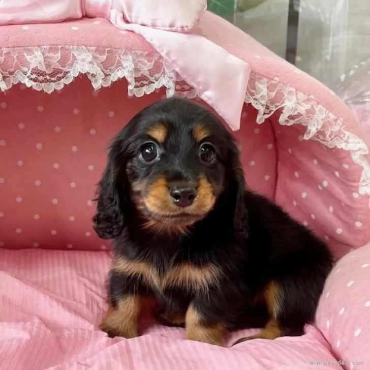 ID：2309-04184の子犬