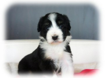 ビアデッドコリー【大阪府・女の子・2016年3月26日・ブラック&タン&ホワイト】の写真「パパJKCチャンピオン♪可愛い女の子★」