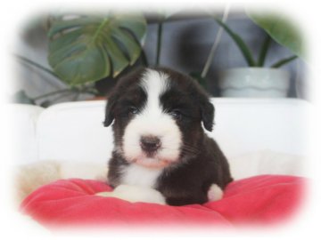 ビアデッドコリー【大阪府・男の子・2016年6月6日・ブラック&タン&ホワイト】の写真「パパJKCチャンピオン♪可愛いビアディー君★」