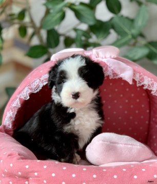 ビアデッドコリー【大阪府・男の子・2019年10月23日・ブラックタン&ホワイト】の写真「パパチャンピオン！とてもとても可愛いボクです★」