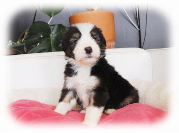 ビアデッドコリー【大阪府・男の子・2016年11月23日・ブラック&タン&ホワイト】の写真「パパJKCチャンピオン！とても可愛いボクです★」