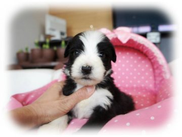 ビアデッドコリー【大阪府・男の子・2015年12月28日・ブラック&ホワイト】の写真「パパ・JKCチャンピオン♪とっても可愛い男の子★」